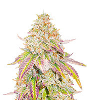 Sementes Feminizadas de Grandaddy Banner (AlphaFem Seeds)