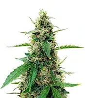 Amphetamine Auto feminized seeds