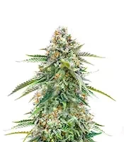 Cherry Pie Auto Feminized Seeds (Royal Queen Seeds)