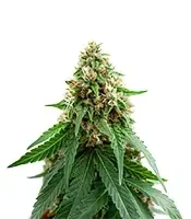 Colombian Jack Seeds