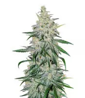 Graines de cannabis Double Black (G13 Labs)
