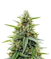 Semi femminizzati Gelato #33 Fast