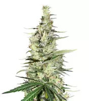 Hawaiian Snow x Amnesia x Face Off (GHS)