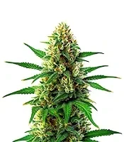 Lemon Tree x Original Z Seeds