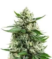 Medi Bomb 1 feminized seeds