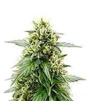 Melonade Runtz Auto Seeds