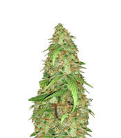 Blue Cindy (G13 Labs) Cannabis-Samen