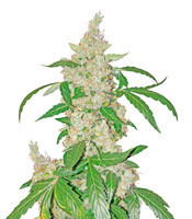 Graines de cannabis Blue Kush 99 Auto (Xtreme Seeds)