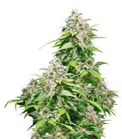 California Indica feminized seeds