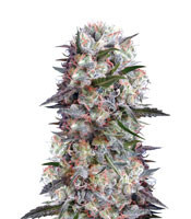 Kali China feminized seeds