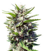 Northern Lights Auto feminized seeds (Genehtik Seeds)