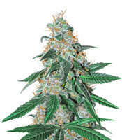 Sogouda (Soma Seeds) Cannabis-Samen