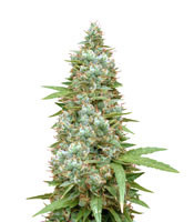 Supercheese (Positronics Seeds)