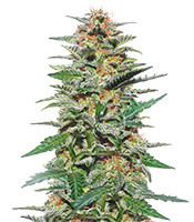 Sweetberry Cough Auto (Garden of Green Seeds)