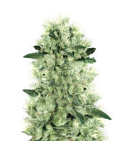 Graines de cannabis White Haze Regular (White Label)