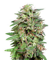 White Widow feminized seeds (Big Head Seeds)