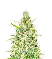 Red Strawberry Banana Auto feminisierte Samen (Sweet Seeds)