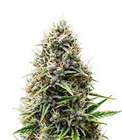 Purple Lemonade Auto Seeds