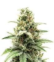Super Mutant Mass feminized seeds