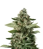 Super Sour Diesel Seeds