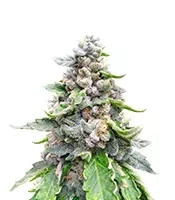 White Gold Feminized seeds