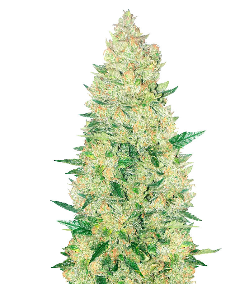 Zkitllez Autoflower (Herbies Seeds)