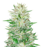 Green-O-Matic Auto feminized seeds