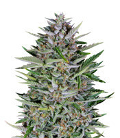 Dreamberry Auto feminized seeds