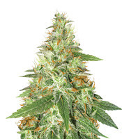 Graines de cannabis Strawberry Eclair (G13 Labs)