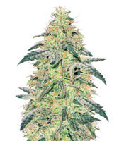 White Skunk feminized seeds (White Label Seed Company)