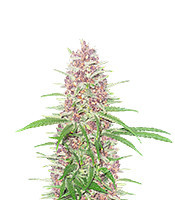 Auto CBD Haze (1:1) (Herbies Seeds)