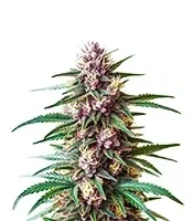 Gelato Fast Seeds