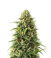 Semi Femminizzati Granddaddy Purple (Royal Queen Seeds)