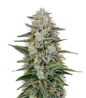 Hawaiian Snow (GHS)
