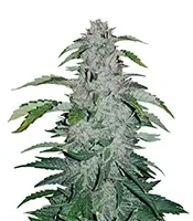Strawberry Cough Auto Seeds