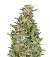 Semi femminizzati Tangie