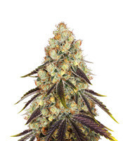 French Cookies feminized seeds