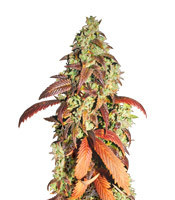 Kandy Kush (Reserva Privada) Cannabis-Samen