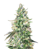 Kritikal Bilbo x AK47 (Genehtik Seeds) Cannabis-Samen