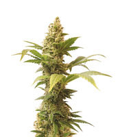 NL5 x Afghan Regular (Mr. Nice Seedbank) Cannabis-Samen