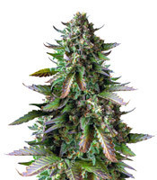 Watermelon Zkittlez (Pyramid Seeds) Cannabis-Samen