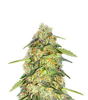 ReCon Regular (DNA Genetics)