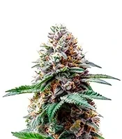 Bubblegum Gelato Seeds (Barney's Farm)