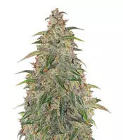 Graines de cannabis Buddha Syrup Auto regular (Buddha Seeds)
