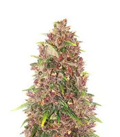 C4 Auto feminized seeds