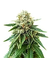 Colombian Gold Auto Seeds
