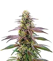 Extraction Spritzer Seeds
