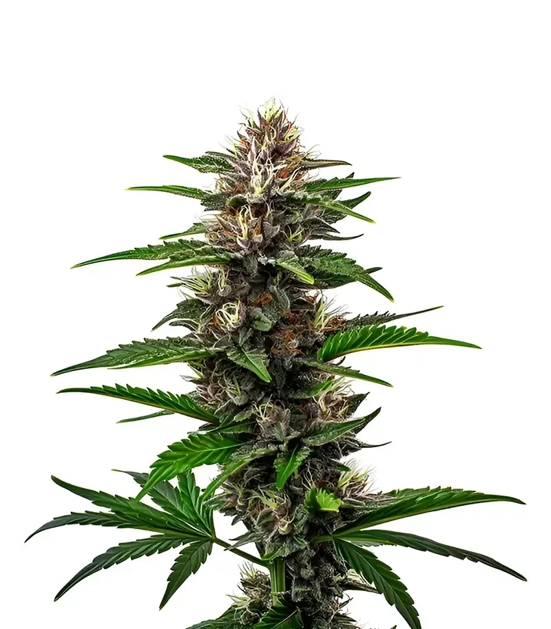 Fat Bastard Seeds (Blimburn Seeds)