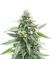 Semi Femminizzati Skystomper 2.0 Auto (Mephisto Genetics)