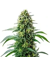 Steve’s Dream Queen Seeds